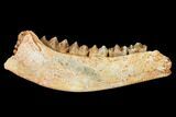 Eocene Ruminant (Lophiomeryx?) Jaw Section - France #155951-1